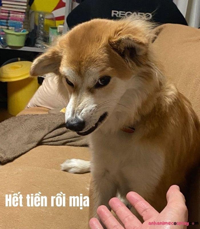 hết tiền meme con chó